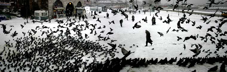 pigeonsinwinter